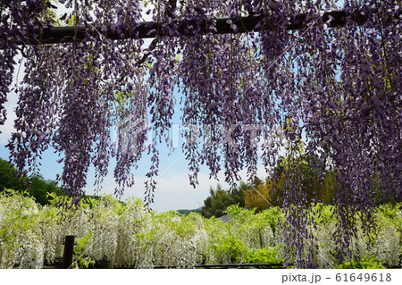 長泉寺の藤を見に行きました　　＃18 61649618