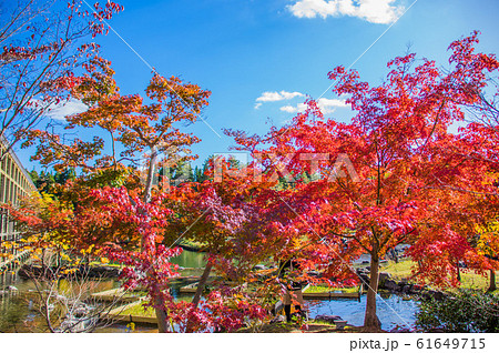 青空と紅葉 けいはんな記念公園 青空と紅葉 けいはんな記念公園 61649715