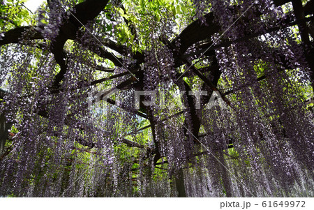 長泉寺の藤を見に行きました #22 長泉寺の藤を見に行きました #22 61649972