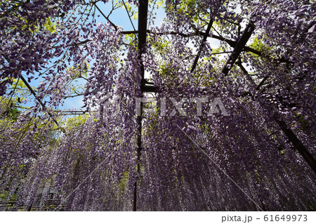 長泉寺の藤を見に行きました　　＃21 61649973