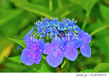 雨上がりのアジサイ 雨上がりのアジサイ 61649974