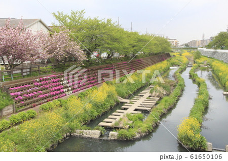 川口市街を流れる旧芝川（朝日橋より上流を望む） 61650106