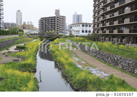 川口市街を流れる旧芝川(朝日橋より下流を望む) 川口市街を流れる旧芝川(朝日橋より下流を望む) 61650107