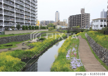 川口市街を流れる旧芝川(朝日橋より下流を望む) 川口市街を流れる旧芝川(朝日橋より下流を望む) 61650108