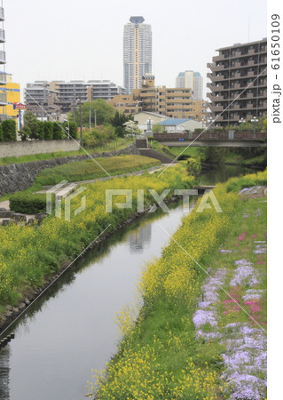 川口市街を流れる旧芝川(朝日橋より下流を望む) 川口市街を流れる旧芝川(朝日橋より下流を望む) 61650109