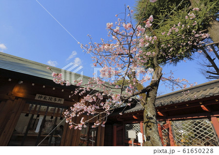 神社の梅 神社の梅 61650228