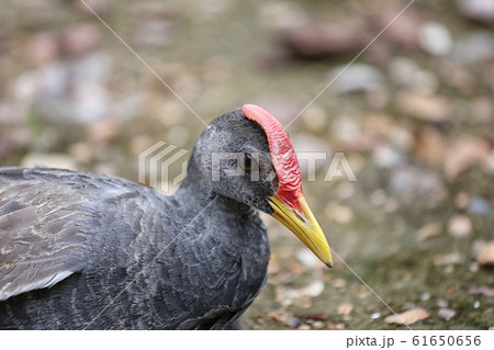 Focus on head of Watercock bird. 61650656