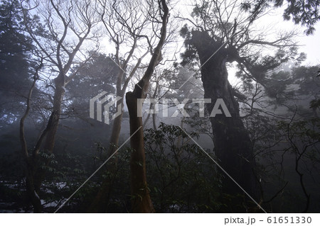 霧の森 【屋久島】 宮之浦歩道 霧の森 【屋久島】 宮之浦歩道 61651330