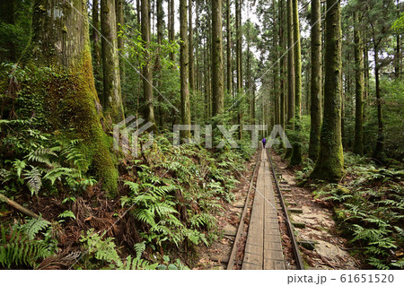 12月 【屋久島の森林軌道】 安房歩道と登山者 12月 【屋久島の森林軌道】 安房歩道と登山者 61651520