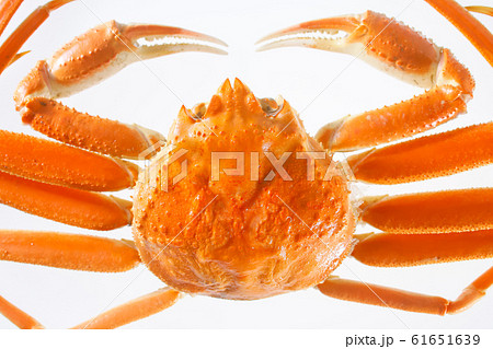 ズワイガニ 61651639