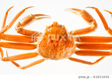 ズワイガニ 61651640