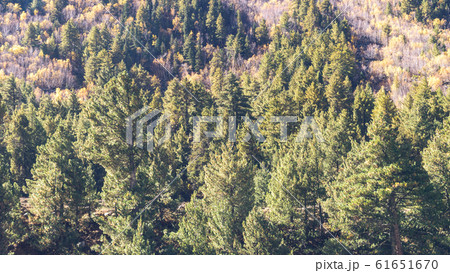 Beautiful Green pine fir forest tree on high mountains background.  61651670