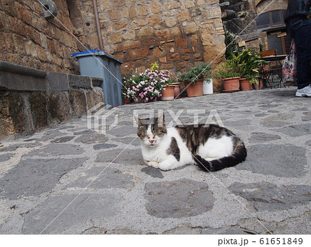 天空の街 チビタ・ディ・バニョレージョの猫 天空の街 チビタ・ディ・バニョレージョの猫 61651849