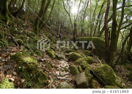 12月 【屋久島】 楠川歩道辻峠付近の登山者 12月 【屋久島】 楠川歩道辻峠付近の登山者 61651869