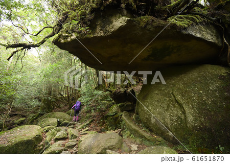 12月 【屋久島】 楠川歩道辻峠付近の登山者 61651870
