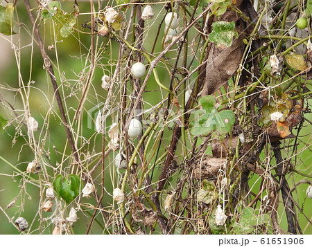 スズメウリの実 スズメウリの実 61651906