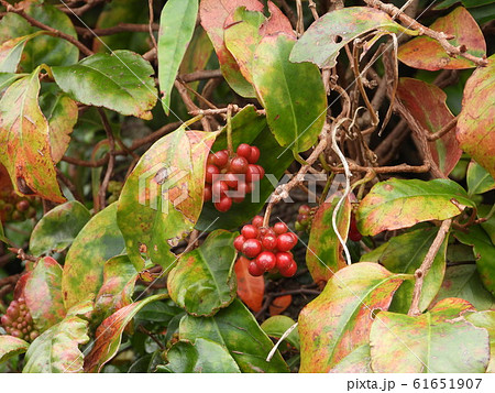 サネカズラ サネカズラ 61651907