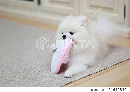 ポメラニアン 猿期 (犬 ドッグ イヌ 生物 動物 血統書 仔犬 子供 ホワイト 白 血統 洋犬) 61652352
