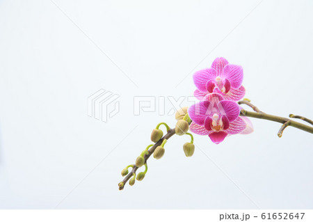 フローラル 花柄 新年 61652647