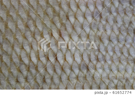 Surface of the fish skin background Fabric of Marine fish. Surface of the fish skin background Fabric of Marine fish. 61652774