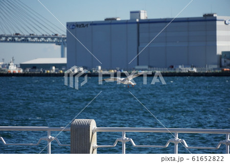 山下公園のユリカモメ 山下公園のユリカモメ 61652822