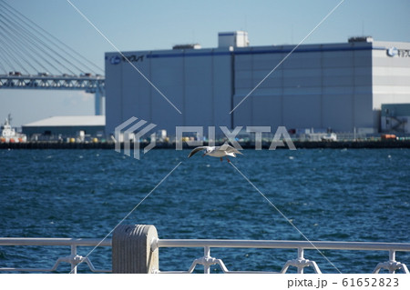 山下公園のユリカモメ 山下公園のユリカモメ 61652823