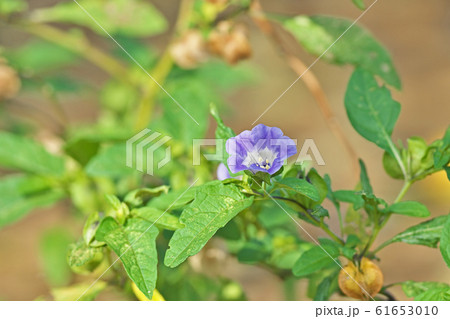 オオセンナリの花 61653010