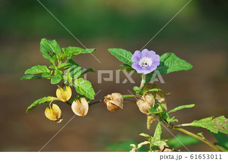 オオセンナリの実 61653011