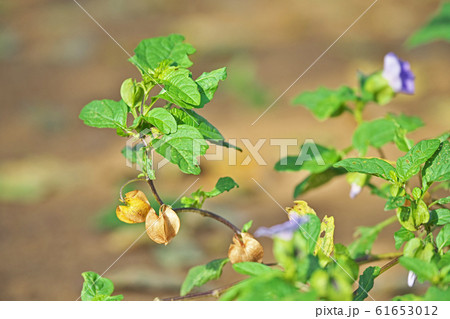オオセンナリの実 オオセンナリの実 61653012