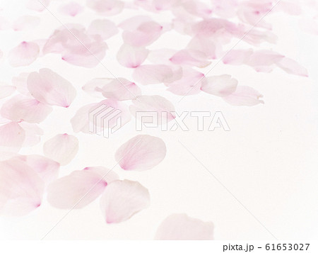 花びらの背景 1758 61653027