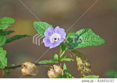 オオセンナリの花 61653137