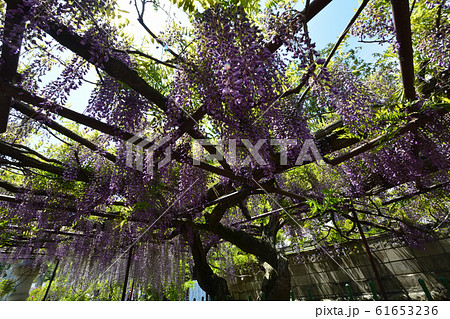 長泉寺の藤を見に行きました　　＃37 61653236