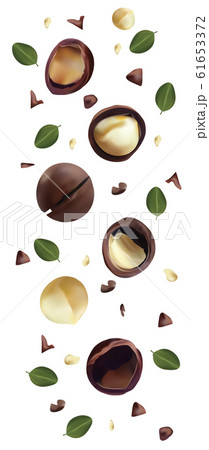Nuts macadamia isolated on white background. Nuts shelled and unshelled with green leaf. Tasty macadamia nuts. Organic macadamia. Beautiful illustration 61653372