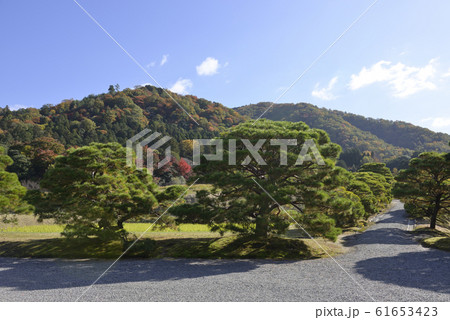 修学院離宮　松並木 61653423