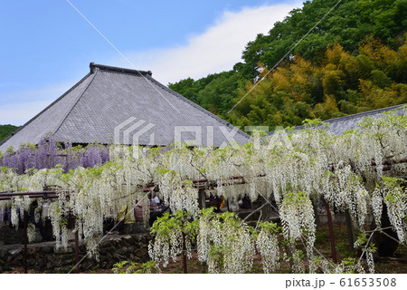長泉寺の藤を見に行きました #49 長泉寺の藤を見に行きました #49 61653508