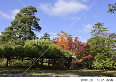 修学院離宮　中離宮　五葉松 61653650