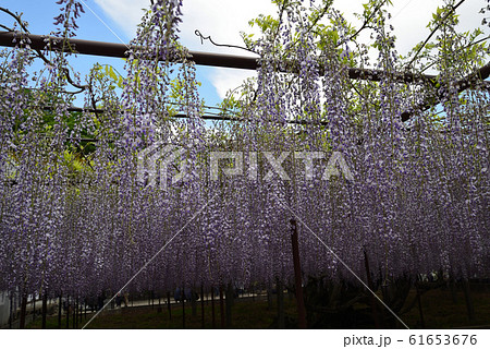 長泉寺の藤を見に行きました　　＃55 61653676