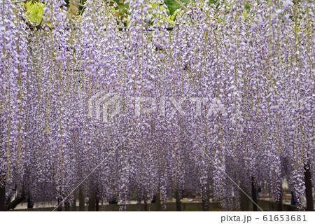 長泉寺の藤を見に行きました　　＃51 61653681