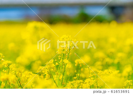 一面の菜の花畑 長野県 の写真素材