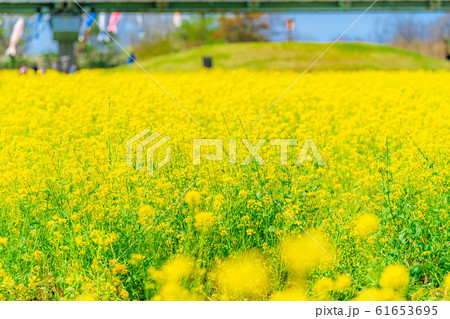 一面の菜の花畑　【長野県】 61653695