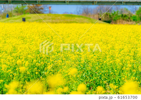 一面の菜の花畑 【長野県】 一面の菜の花畑 【長野県】 61653700
