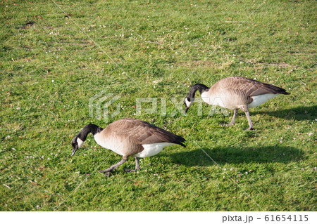 カナダグース 二羽 61654115