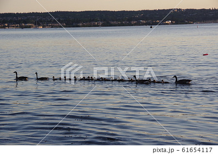 一列に並ぶ水鳥の親子 61654117