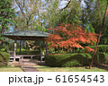 公園の紅葉 61654543