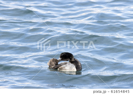 スズガモ 61654845