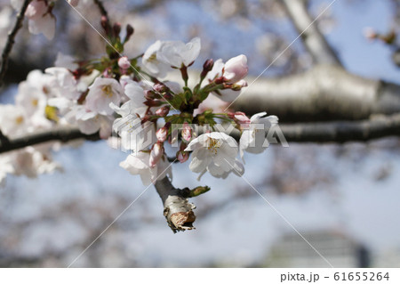桜咲く 61655264