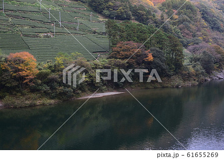 秋の仁淀川と茶畑 61655269