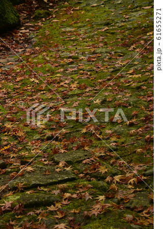 秋の滑床渓谷の散策道 61655271