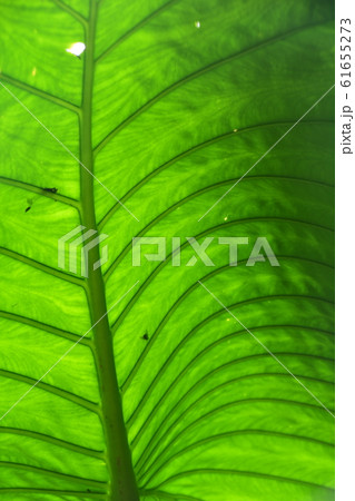 クワズイモの葉脈 クワズイモの葉脈 61655273