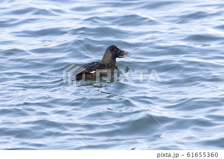 ビロードキンクロ 61655360